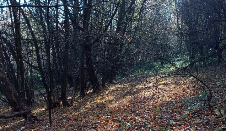 Działka leśna Żerosławice, działka nr 222