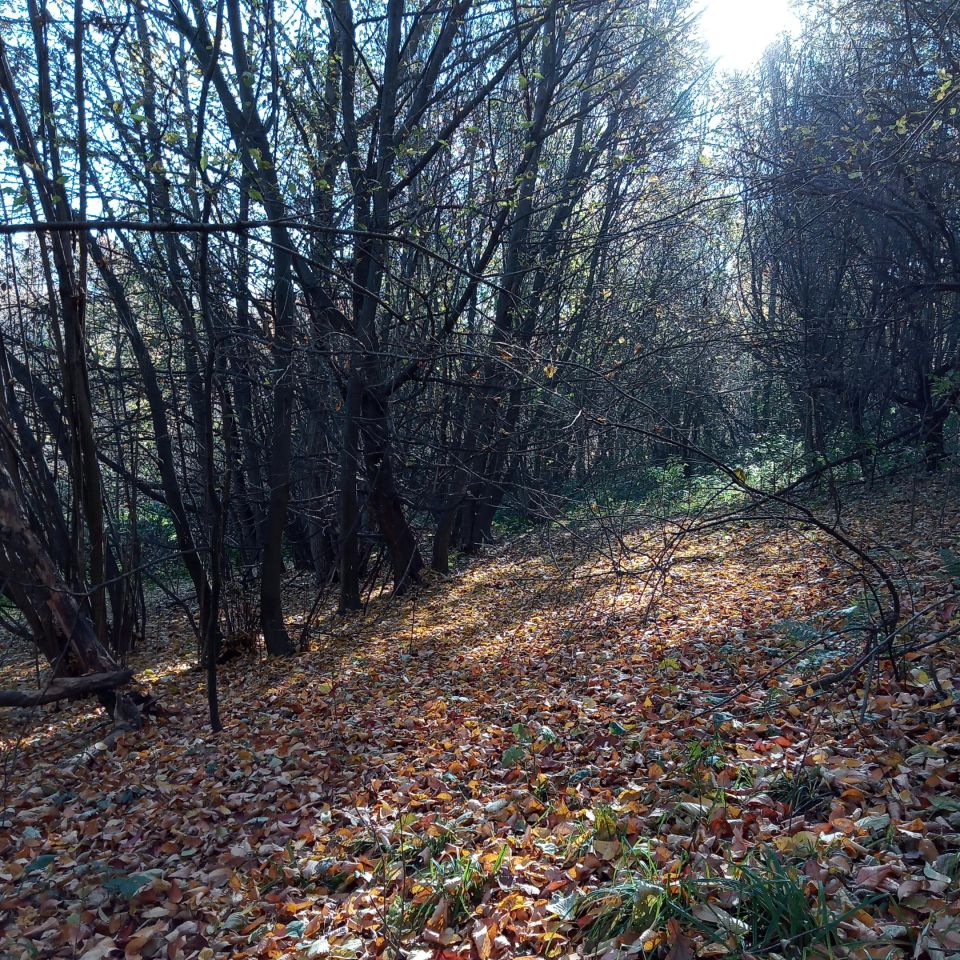 Działka leśna Żerosławice, działka nr 222. Zdjęcie 1