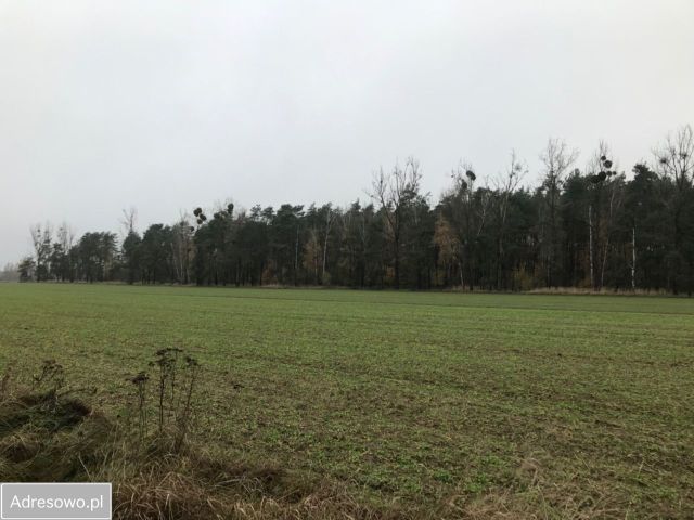 Działka rolna Konarskie. Zdjęcie 1