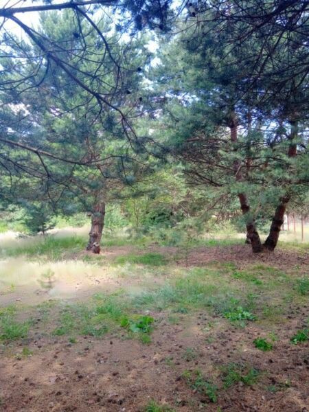 Działka budowlana Cieszanowice. Zdjęcie 2