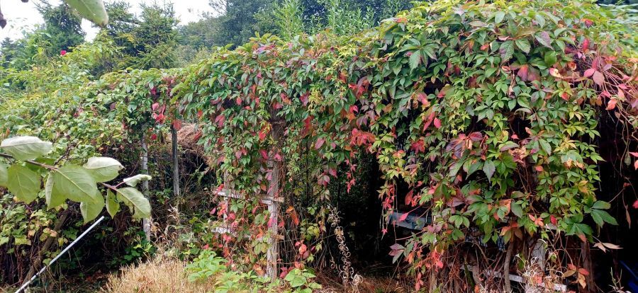 Działka rod Gdańsk Oliwa