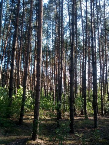 Działka leśna Chełchy. Zdjęcie 1