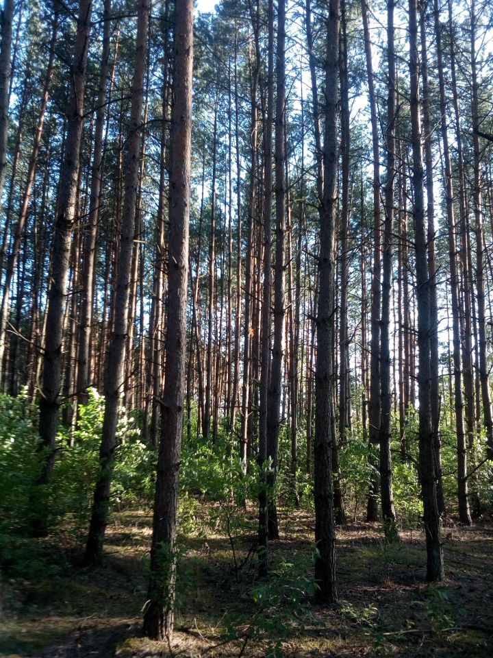 Działka leśna Chełchy