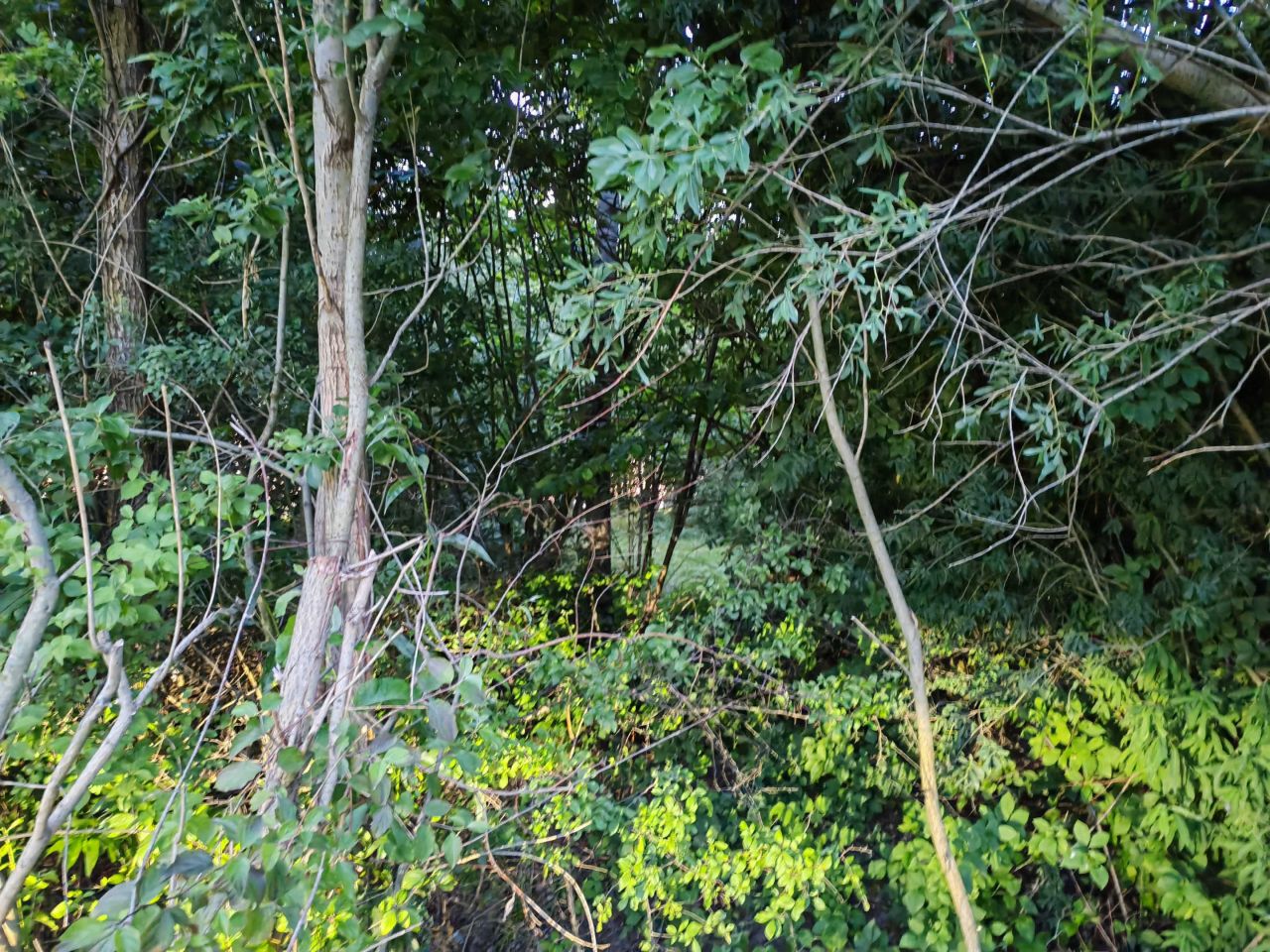 Działka leśna Kaszewska Wola. Zdjęcie 3