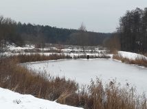 Działka rolno-budowlana Szumsko-Kolonie. Zdjęcie 1