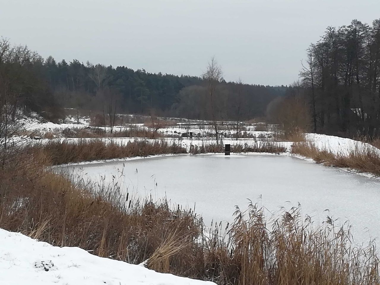 Działka rolno-budowlana Szumsko-Kolonie. Zdjęcie 2