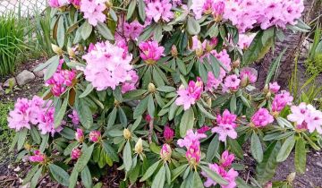 Działka rod Gostynin