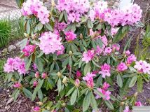 Działka rod Gostynin. Zdjęcie 1