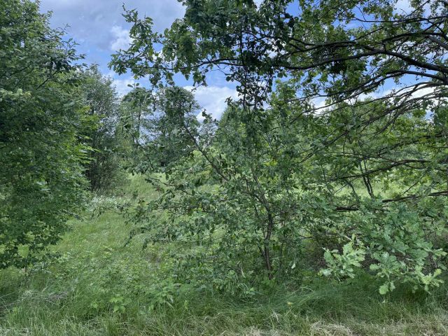 Działka rolna Stare Budy. Zdjęcie 1