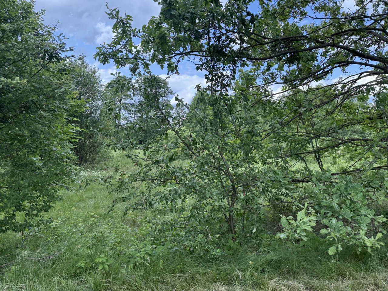 Działka rolna Stare Budy