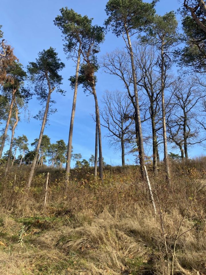 Działka budowlana Ostrowiec Świętokrzyski Centrum, ul. Stefana Żeromskiego. Zdjęcie 6