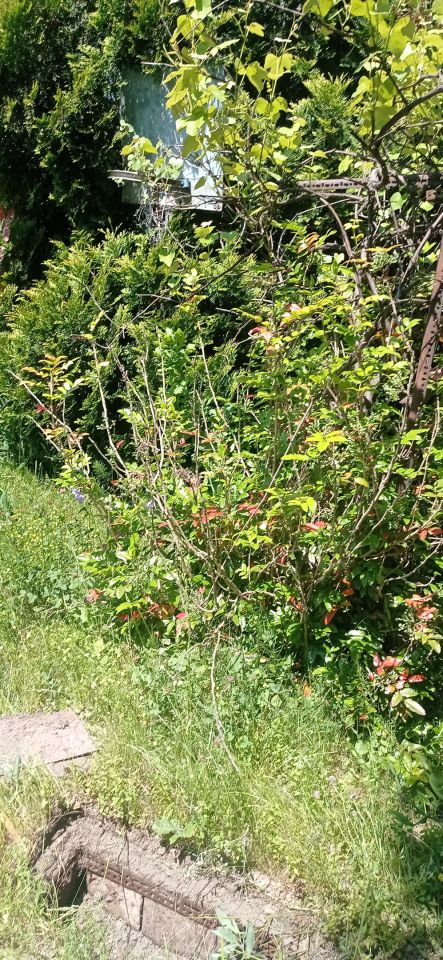 Działka rod Łódź Widzew, ul. Lodowa. Zdjęcie 56