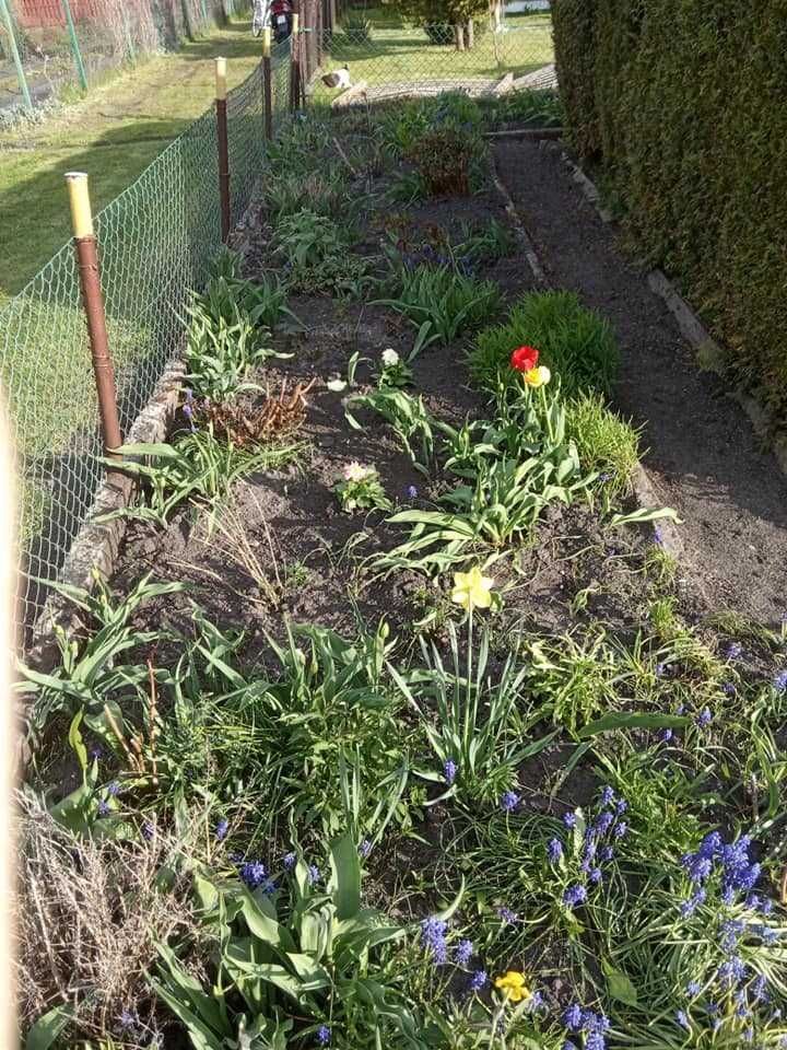 Działka rod Grudziądz. Zdjęcie 4