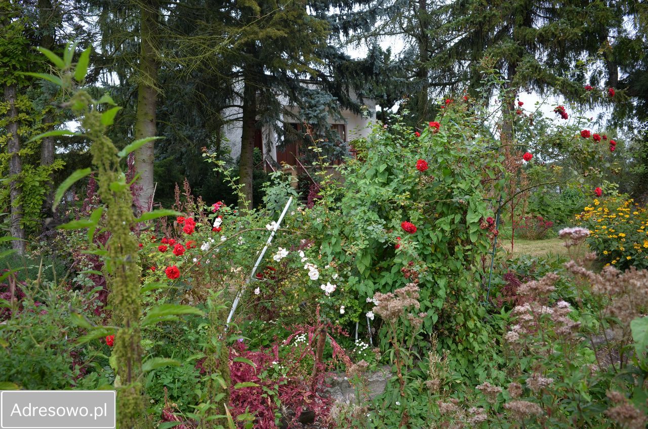 Działka rolno-budowlana Jasiniec. Zdjęcie 18