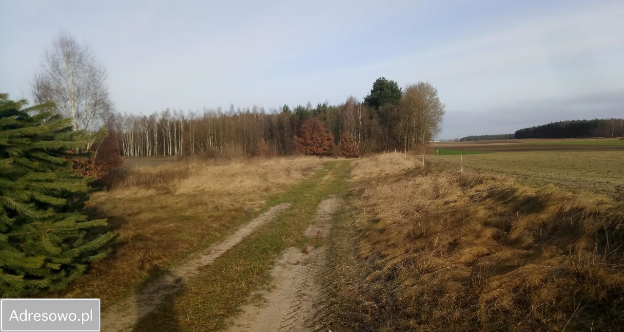 Działka budowlana Dąbrowa Biskupia. Zdjęcie 4
