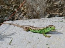 Działka rod Szczecin Warszewo, ul. Wkrzańska. Zdjęcie 4