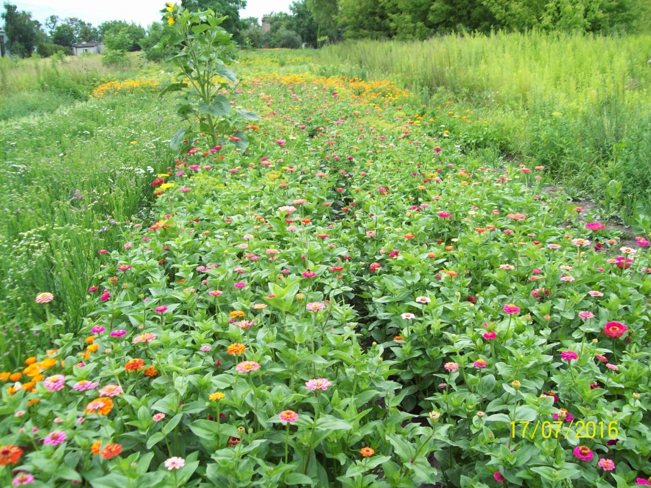 Działka rolno-budowlana Blizne Jasińskiego, ul. Tadeusza Kościuszki. Zdjęcie 6