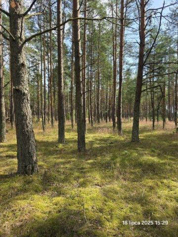 Działka leśna Łubiana, ul. Kościerska. Zdjęcie 1