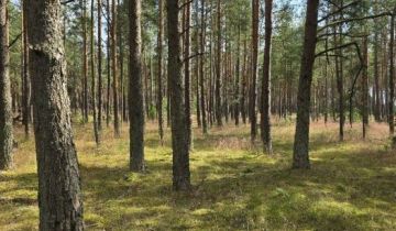 Działka leśna Łubiana