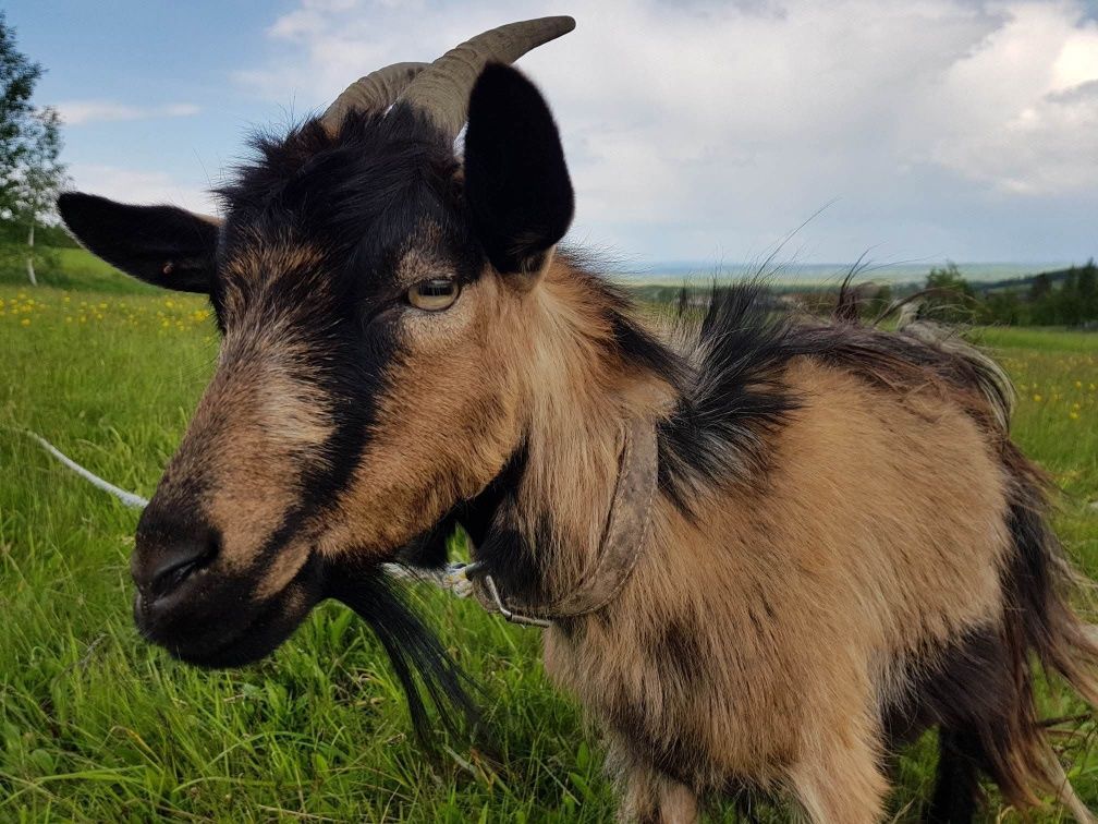 dom wolnostojący Mrukowa. Zdjęcie 7