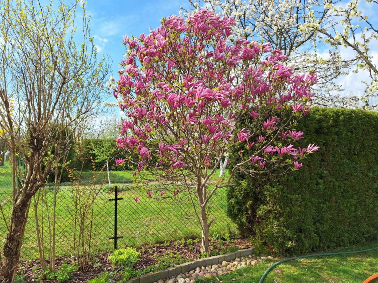 Działka rod Słupca, ul. Róża. Zdjęcie 5