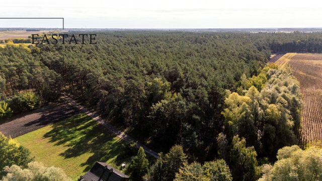 Działka leśna Maurzyce. Zdjęcie 6