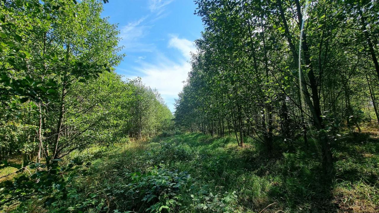 Działka leśna Piaski. Zdjęcie 2