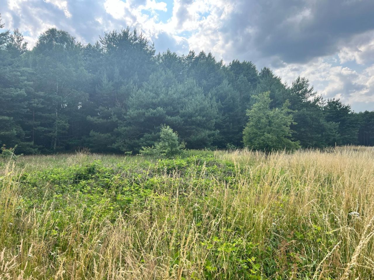 Działka rolna Trzebule. Zdjęcie 3