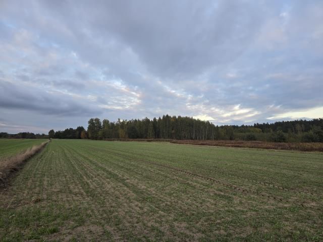 Działka rolno-budowlana Krzywica. Zdjęcie 2