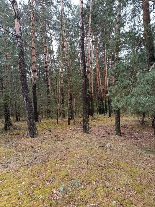 Działka leśna Żerniki. Zdjęcie 7