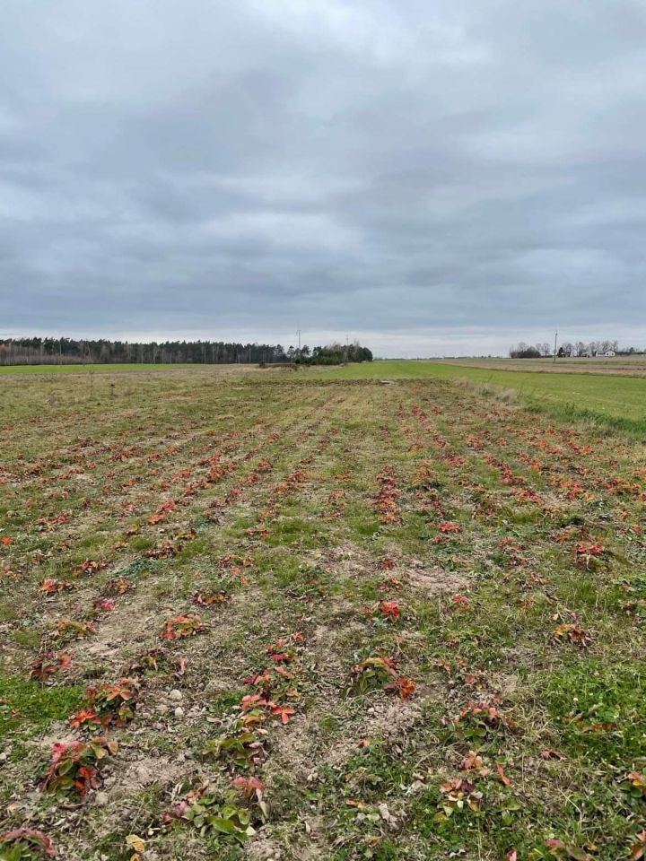 Działka budowlana Rogowa. Zdjęcie 2