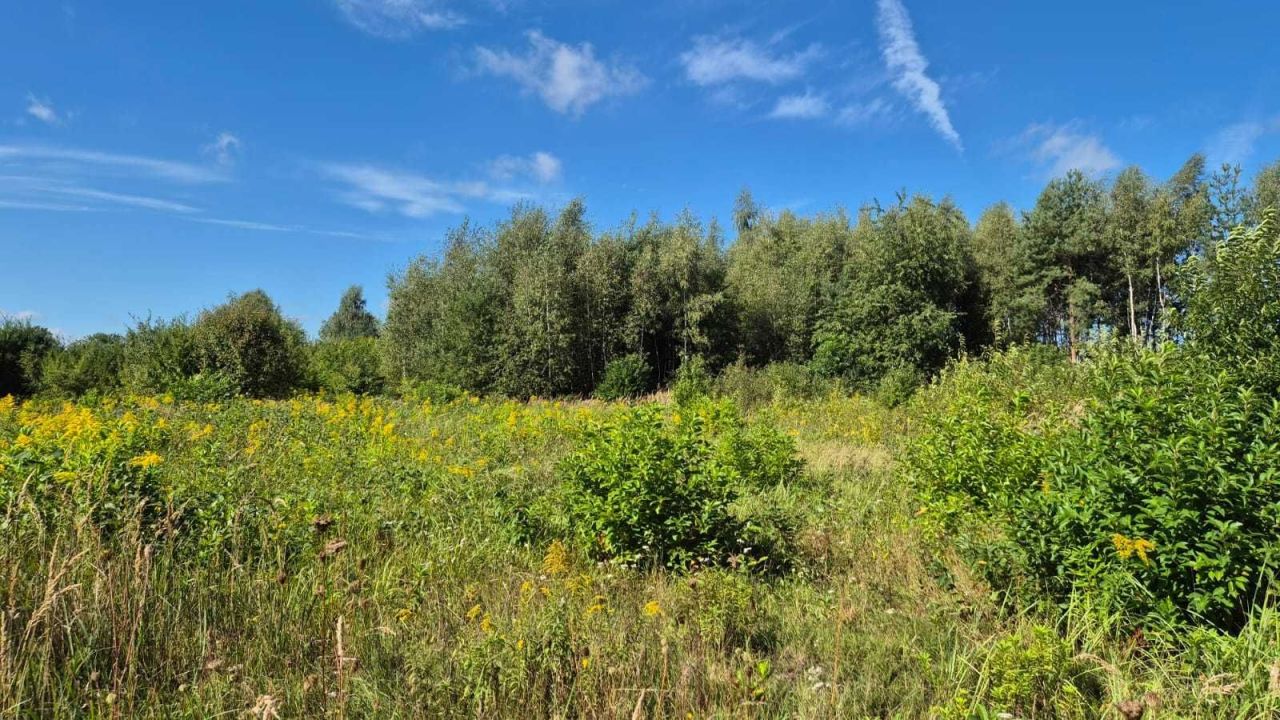 Działka budowlana Brzezie k. Sulechowa, ul. Józefa Chełmońskiego