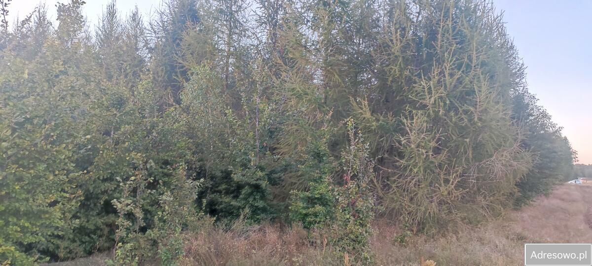 Działka siedliskowa Rosy. Zdjęcie 3