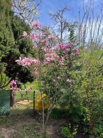 Działka rod Warszawa Bemowo, ul. Książkowa. Zdjęcie 1