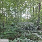 Działka rolna Sasino. Zdjęcie 4