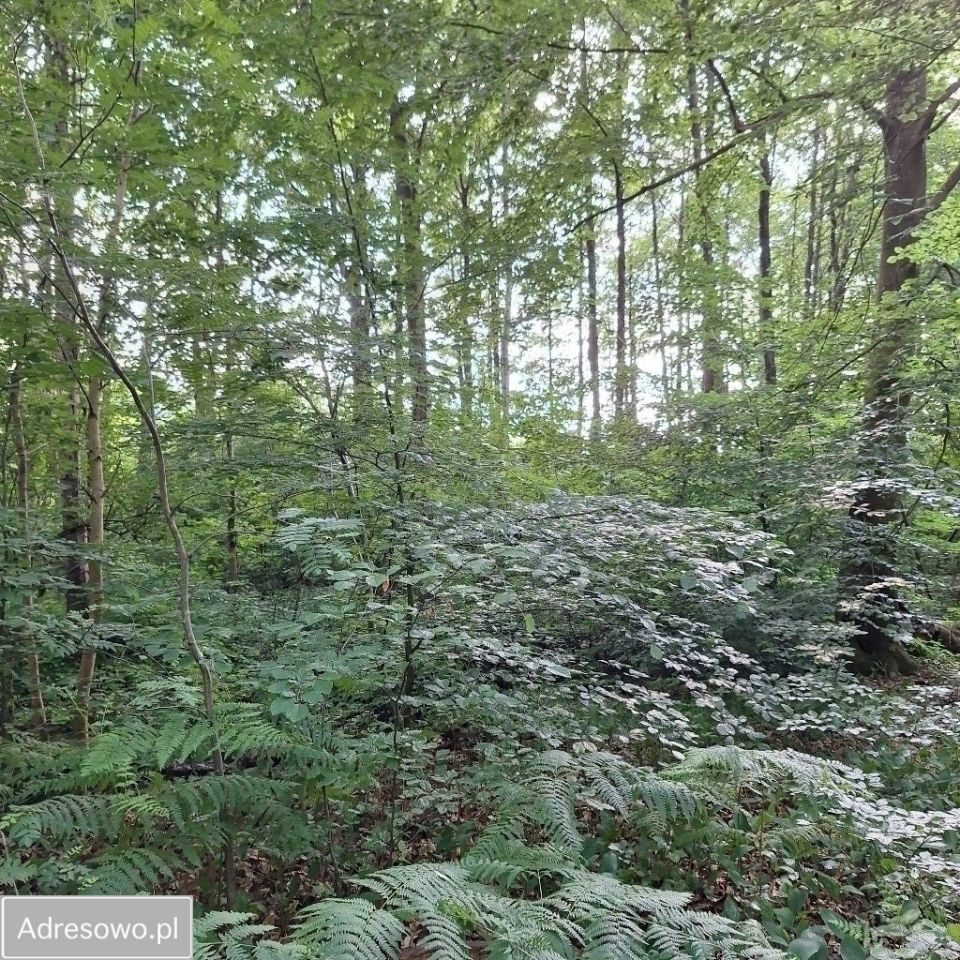 Działka rolna Sasino. Zdjęcie 5