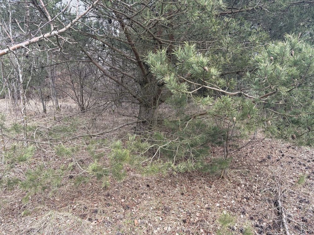 Działka rekreacyjna Wielki Podleś. Zdjęcie 3