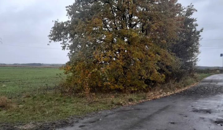 Działka rolna Chocianowiec