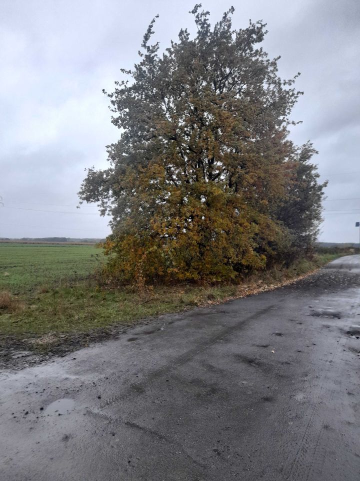 Działka rolna Chocianowiec