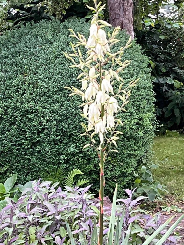 Działka rod Lębork, ul. Gliniana. Zdjęcie 8