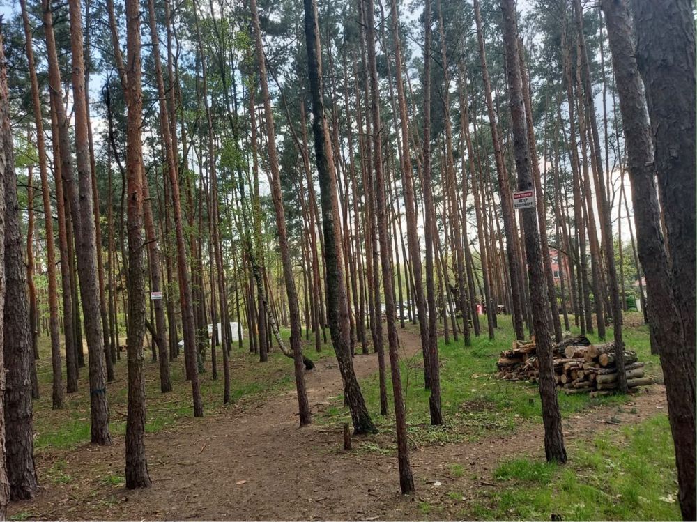 Działka leśna Warszawa Białołęka. Zdjęcie 1