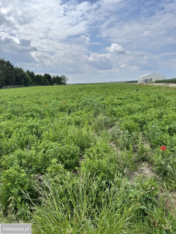 Działka inwestycyjna Brzostek. Zdjęcie 6