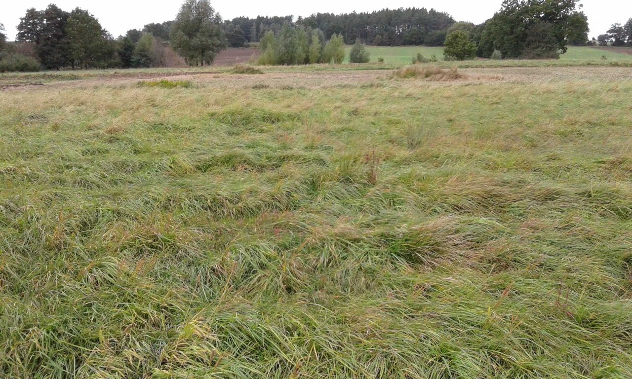 Działka rolna Strzebielino