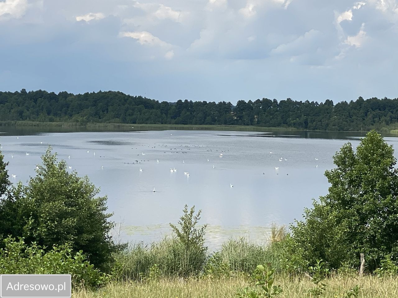Działka rolna Likszany. Zdjęcie 5