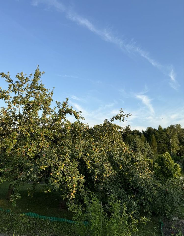 Działka rod Starachowice, ul. Leśna. Zdjęcie 2