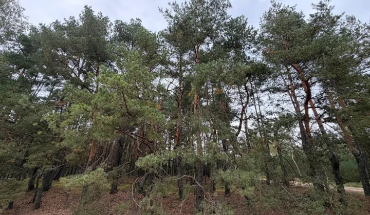 Działka leśna Michałów-Reginów