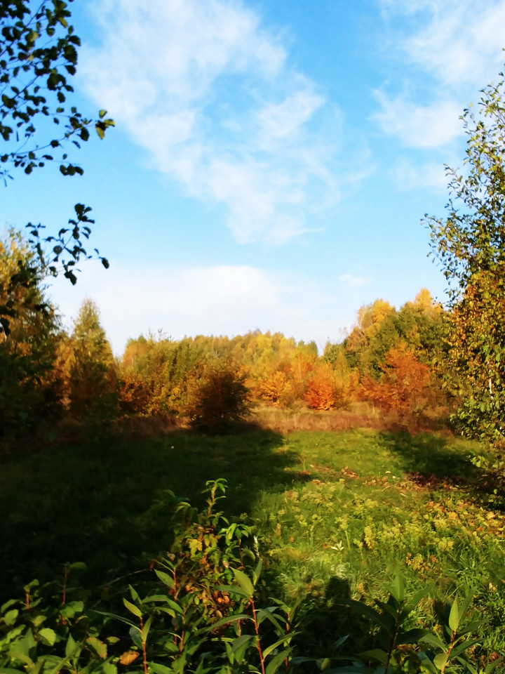 Działka rekreacyjna Wieliszew, ul. Willowa. Zdjęcie 2