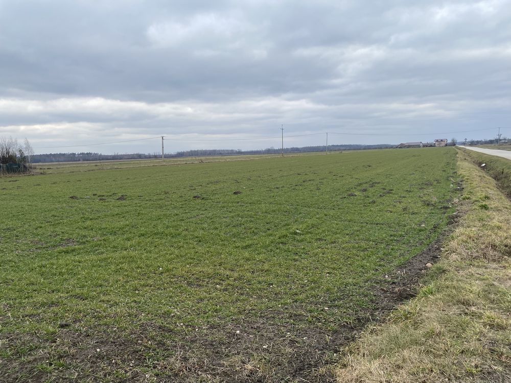 Działka siedliskowa Dębówka. Zdjęcie 4