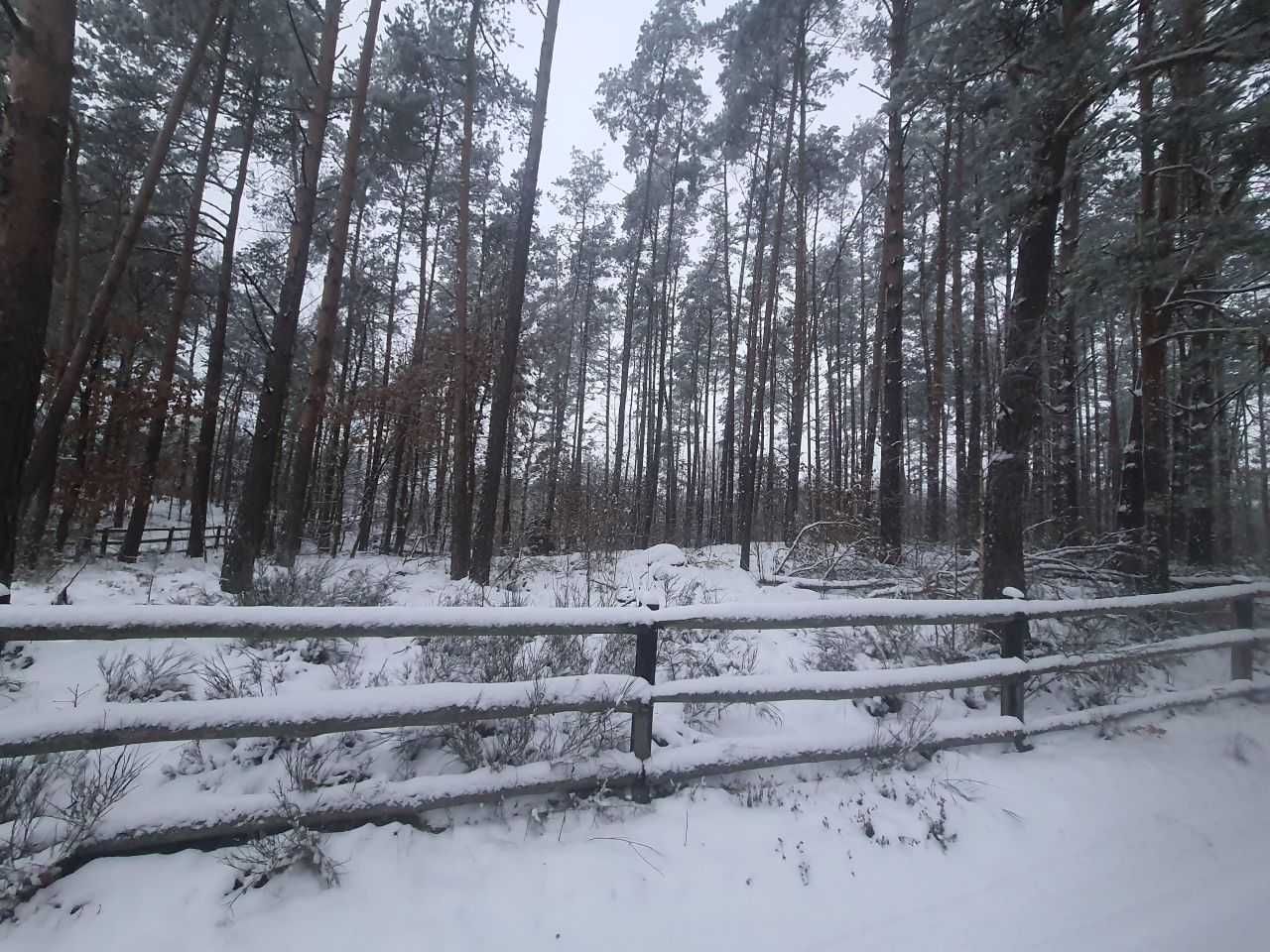 Działka leśna Borek Kamienny. Zdjęcie 7