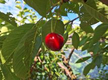 Działka rod Nysa, ul. Władysława Jagiełły. Zdjęcie 2